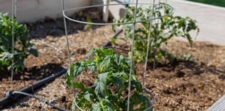 Tomatenkäfige meistern für eine reiche Ernte