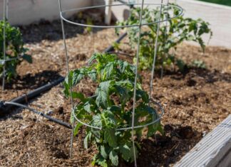 Опанування Томатними Клітками для Багатого Урожаю