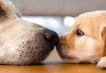 Чому зграю золотистих ретріверів називають «німбом»