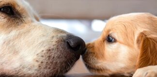 Pourquoi un groupe de Golden Retrievers est appelé « Halo »