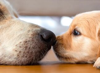 Чому зграю золотистих ретріверів називають «німбом»