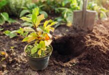 Осіння посадка: Чудовий метод для багаторічників