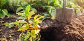 Plantation d’automne : la méthode supérieure pour les plantes vivaces