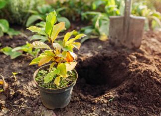 Осіння посадка: Чудовий метод для багаторічників