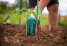 Простий секрет рясного врожаю томатів – та інші садові мудрості