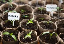 Травень: Гід посіву насіння для рясного врожаю