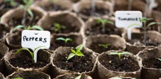Plantgids voor mei: zaden om nu te beginnen voor een overvloedige tuin