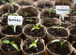 Травень: Гід посіву насіння для рясного врожаю