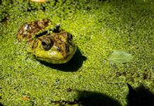 Тихое вторжение: как инвазивные виды угрожают экосистемам и экономике Калифорнии