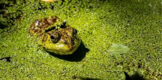 The Silent Takeover: How Invasive Species Threaten California’s Ecosystems and Economy