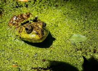 Тихое вторжение: как инвазивные виды угрожают экосистемам и экономике Калифорнии