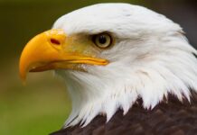 L’aquila calva: da icona culturale a simbolo nazionale ufficiale