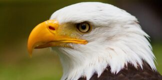 Elang Botak: Dari Ikon Budaya Menjadi Simbol Resmi Nasional