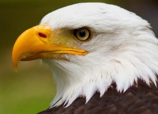 Білоголовий орлан: від культурного символу до офіційного державного знака