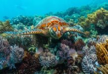 Стражи океана: 9 важнейших систем коралловых рифов и почему они важны