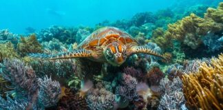 Стражи океана: 9 важнейших систем коралловых рифов и почему они важны