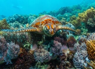 Стражи океана: 9 важнейших систем коралловых рифов и почему они важны