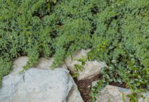 Stop Overcomplicating Your Lawn: 11 Sedums That Actually Work