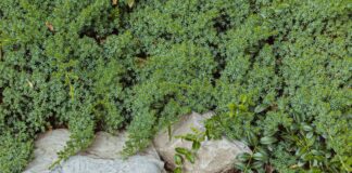 Stop Overcomplicating Your Lawn: 11 Sedums That Actually Work