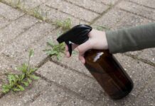 Як сода вбиває бур’яни. Розбираємось у причинах