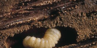 Stop the Grubs Before Your Lawn Turns to Swamp