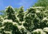 Чому весна – найгірший час для обрізки кизилу 🌿