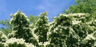 Mengapa Musim Semi Adalah Waktu Terburuk untuk Memangkas Pohon Dogwood Anda