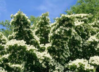 Чому весна – найгірший час для обрізки кизилу 🌿