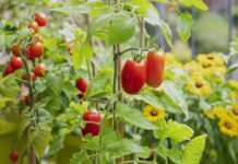 Сусід викорчував помідори та розв’язав війну 🍅⚔️