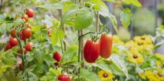 Buurman scheurt tomaten eruit, begint oorlog