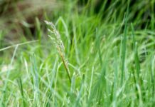 Beyond the Lawn: 10 Low-Maintenance Alternatives for Your Yard