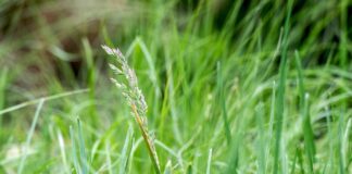 За пределами газона: 10 неприхотливых альтернатив для вашего двора