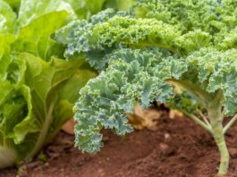 Guide de plantation d’août : Comment faire pousser des cultures de fin d’été pour la récolte d’automne