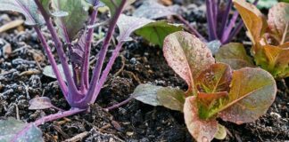 Pourquoi février est le meilleur mois pour démarrer ces graines de légumes résistantes au froid